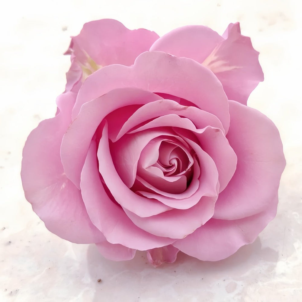 Amethyst Rose Plant|紫龙晶 image 0