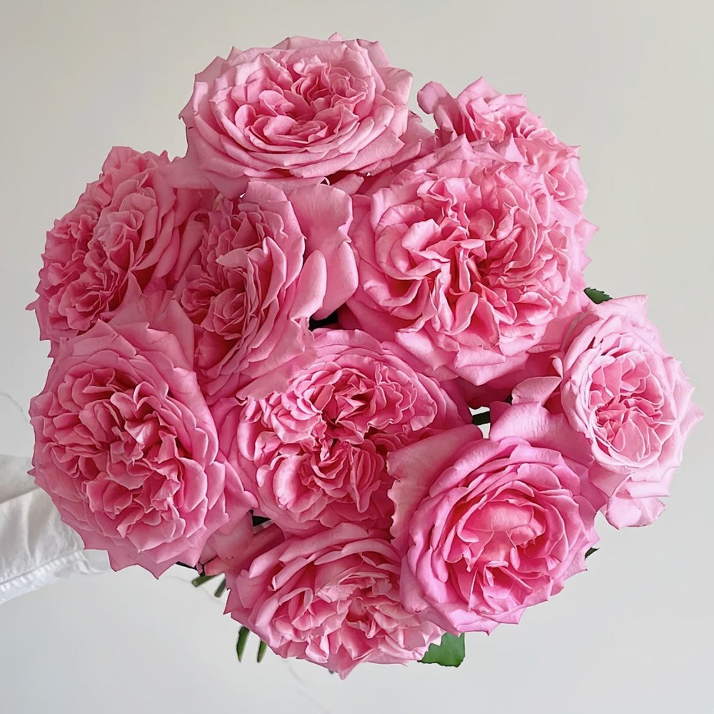 Ashley Rose Plant|艾希丽 image 0
