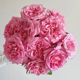 Ashley Rose Plant|艾希丽 image 0