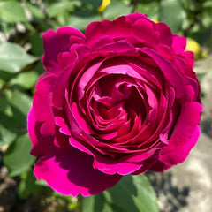 Scent Garden Rose Plant|伊芙芳香花园 image 1