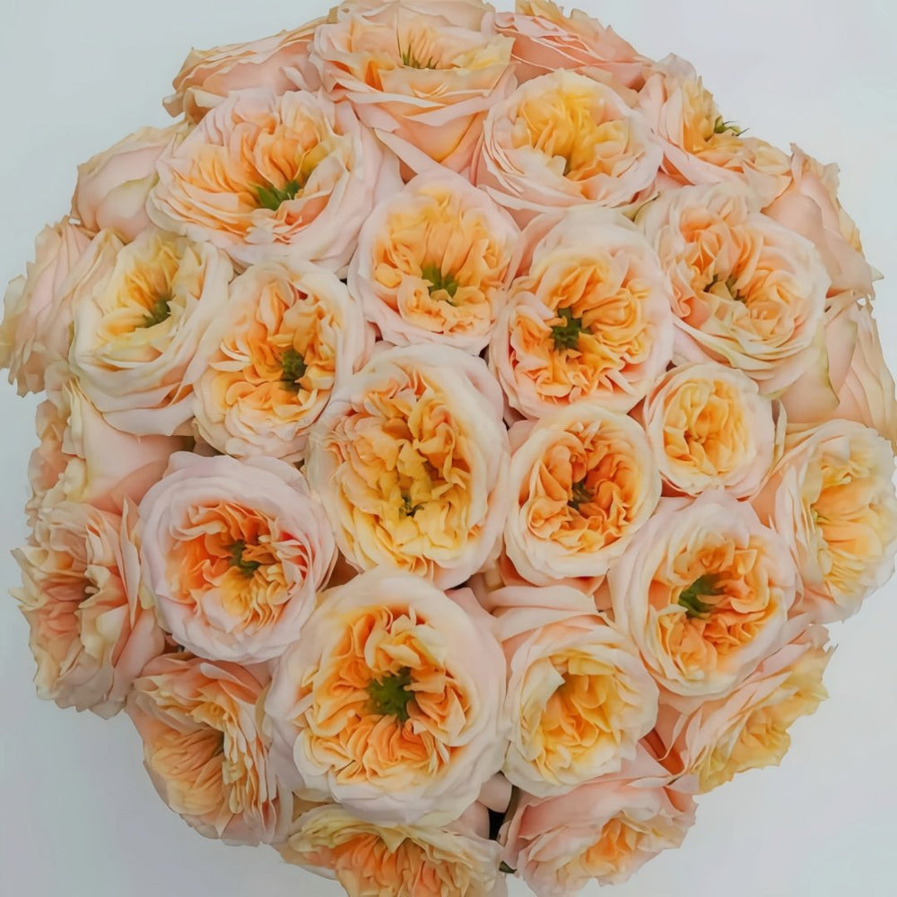 Melon X-Pression Rose Plant|香瓜激情 image 0