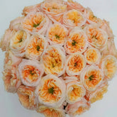 Melon X-Pression Rose Plant|香瓜激情 image 0