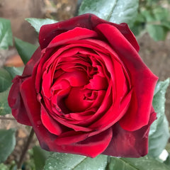 Admiral Rose Plant|海军上将 image 2
