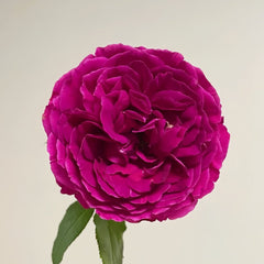 Le Temps Des Cerises Rose Plant|樱桃时节 image 3