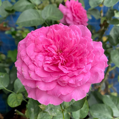 Sapphire Rose Plant|伊芙蓝宝石 image 2