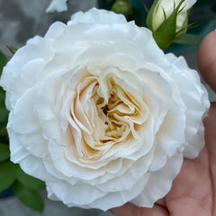 White Cloud Rose Plant|白色云端 image 1