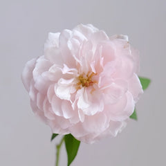 The Generous Gardener Rose Plant|慷慨的园丁 image 2