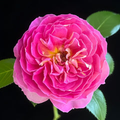 Esprit de Paris Rose Plant|巴黎精神 image 1
