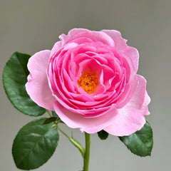 Scepter’d Isle Rose Plant|权杖岛玫瑰 image 0