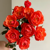 Chi Yan Rose Plant|炽焱 image 0