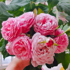 Yves Wishing Rose Plant|伊芙心愿 image 3