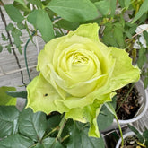 Mint Tea Rose Plant | 薄荷茶 image 0