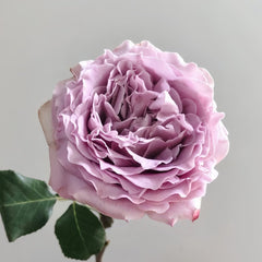 Princess Kaori Rose Plant|香织公主 image 1