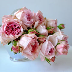 Pomponella Summerhouse Rose Plant|蓬波内拉避暑别墅 image 2