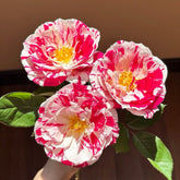 Scentimental Rose Plant | 说愁 image 0
