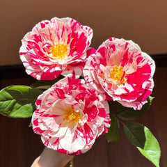 Scentimental Rose Plant | 说愁 image 0