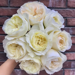Leonora Rose Plant|Ella Rose|艾拉/尼罗娜 image 1