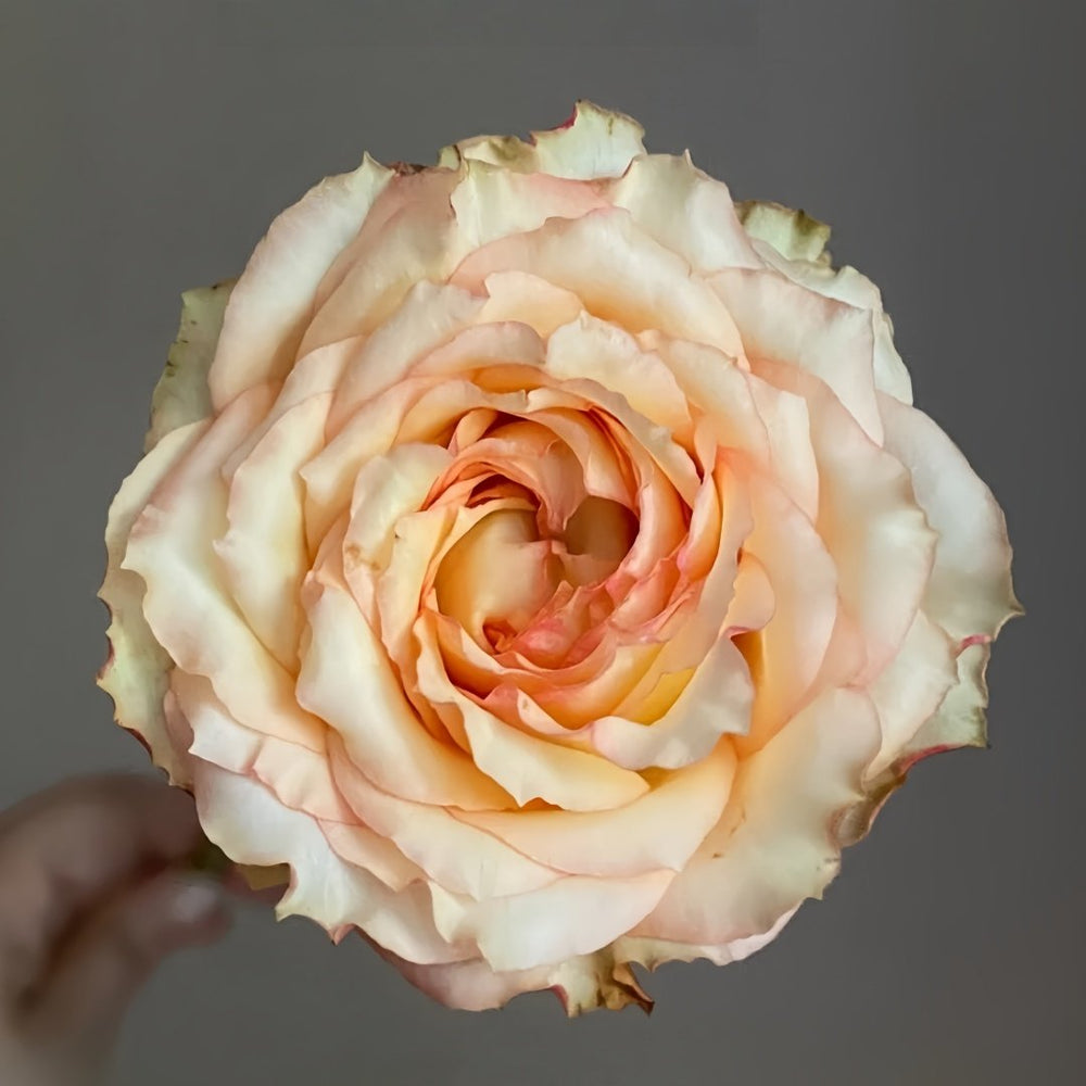 Garden City Rose Plant|花园城市 image 0