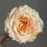 Garden City Rose Plant|花园城市 image 0