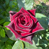 Black Baccara Rose Plant|黑巴克 image 0