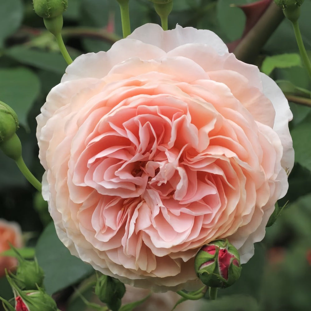 William Morris Rose Plant|威廉莫里斯 image 0