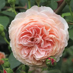 William Morris Rose Plant|威廉莫里斯 image 0