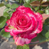 Magic Times Rose Plant|魔法时间 image 0