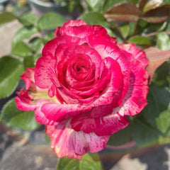 Magic Times Rose Plant|魔法时间 image 0