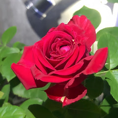 Rospberry Elegance Rose Plant|优雅树莓 image 2