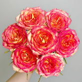 Norwegian Forest Rose Plant|挪威森林 image 0