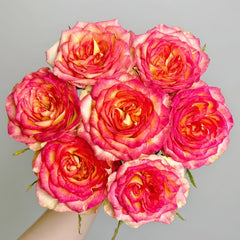 Norwegian Forest Rose Plant|挪威森林 image 0