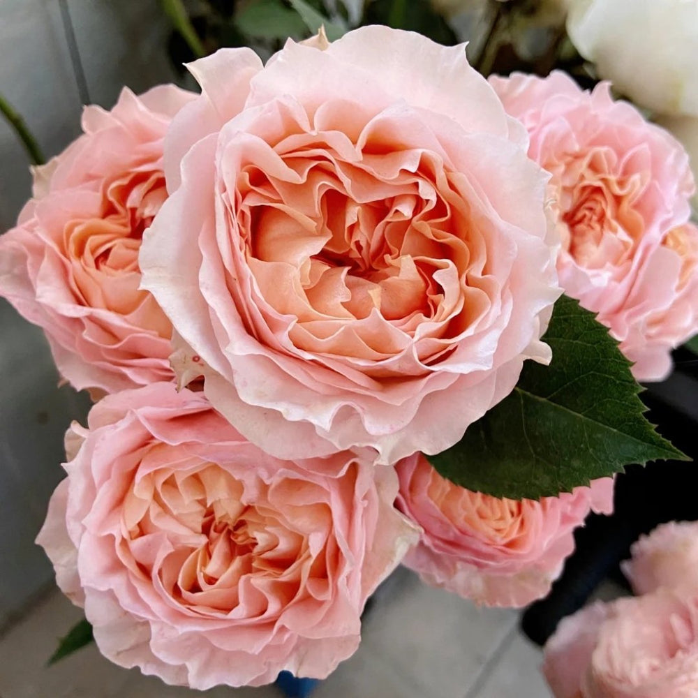 Georgia Peach Rose Plant | 格鲁吉亚蜜桃 image 0