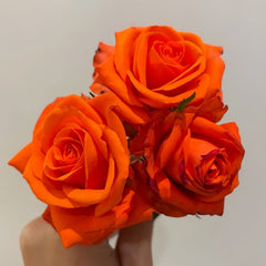 Dragon Tale Rose Plant|龙的故事 image 2
