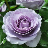 Blue Bajou Rose Plant|蓝宝石 image 0