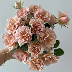Iori Rose Plant|八神庵 image 1
