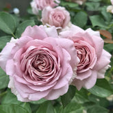 Charity Rose Plant | 慈善 image 0