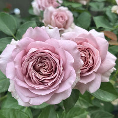 Charity Rose Plant | 慈善 image 0