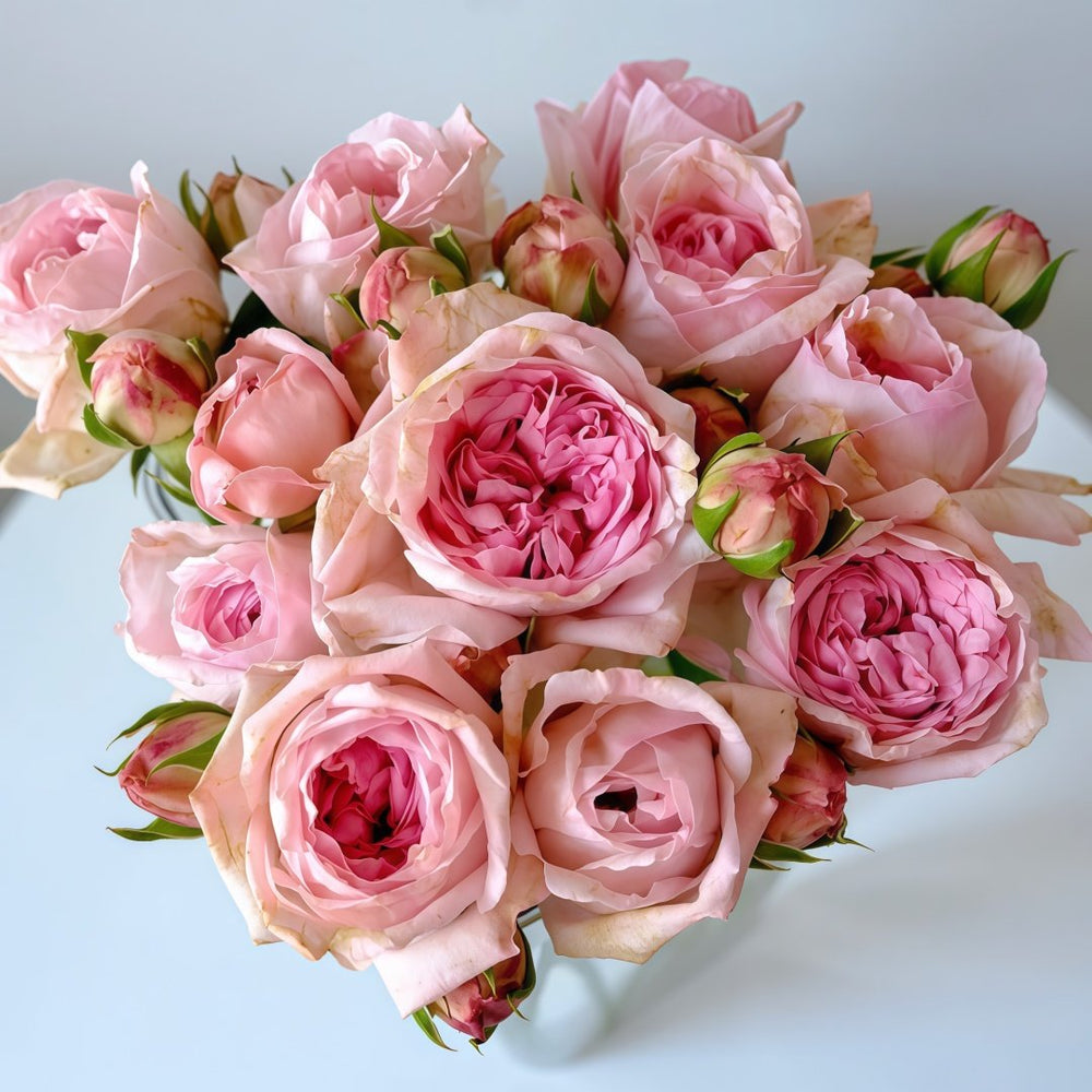 Pomponella Summerhouse Rose Plant|蓬波内拉避暑别墅 image 0