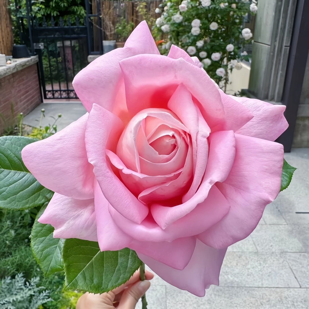 Amazing Grace Rose Plant |天赐恩宠 image 0