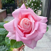 Amazing Grace Rose Plant |天赐恩宠 image 0