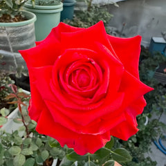 Nina Rose Plant|妮娜 image 3