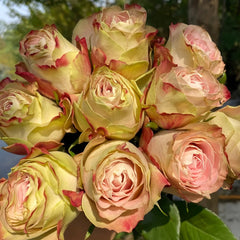 Upper Secret Rose Plant|上层秘密 image 0
