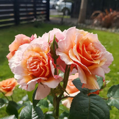 A Gardener's Dream Rose Plant|园丁之梦 image 2