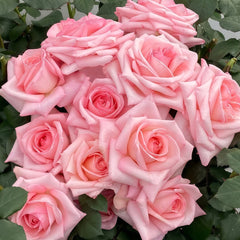 Pink O‘Hara Rose Plant|粉荔枝 image 2