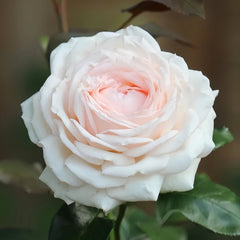 Gruaud Larose Rose Plant|香槟美酒 image 0