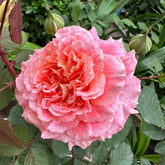 Jef l'Artiste Rose Plant|艺术家杰夫 image 0