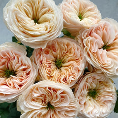 Stanley Abbey Rose Plant|斯坦利修道院 image 1