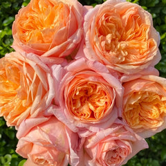 Victoria's secret Rose Plant|维多利亚的秘密 image 0