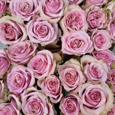 Melody Beattie Rose Plant | 旋律贝蒂 image 0