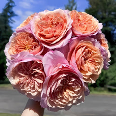 Miyabi Brown Rose Plant|棕雅 image 1